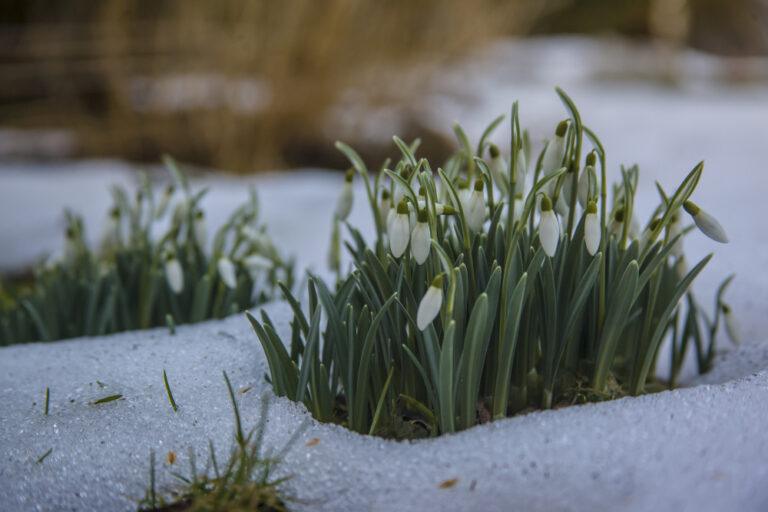 Que Faire au Jardin en Janvier ?
