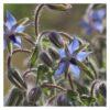 Graines de Bourrache Officinale Bleue – Plante Aromatique, Médicinale et Mellifère – Image 2