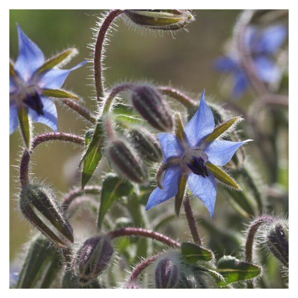 Graines de Bourrache Officinale Bleue – Plante Aromatique, Médicinale et Mellifère – Image 2