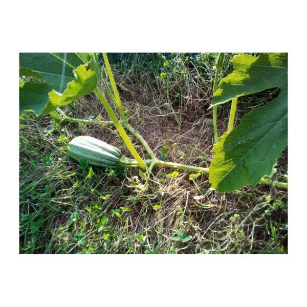 Semences de Courgette Tabergmouzt du Maroc (Cucurbita pepo)