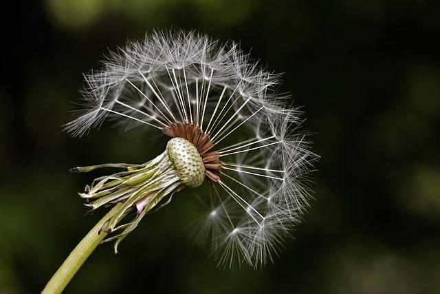 dandelion 561041 640
