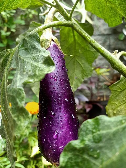 eggplant 5902351 640
