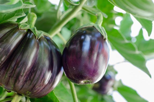 Cultiver l’Aubergine : Guide Complet pour Réussir vos Plants
