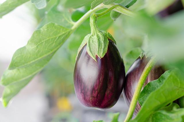 eggplant 7373425 640