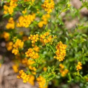 Semences d’Estragon du Mexique – Tagète Lucida (Tagetes lucida)
