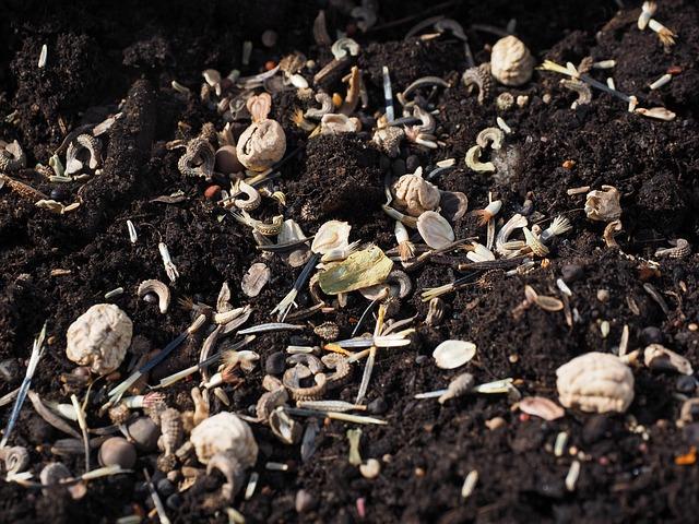 flower seeds 1061638 640