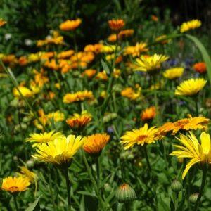 Semences de Souci Officinal (Calendula officinalis)