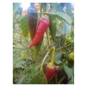 Semences de Piment de Cayenne (Capsicum annuum)