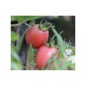 Graines de Tomate Pink Thaï Egg – Variété Ancienne Productive et Rustique