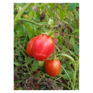 Graines de Tomate Rouge Roi Humbert – Variété Ancienne et Productive