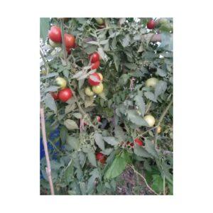 Semences de Tomate Sasha Altaï NT