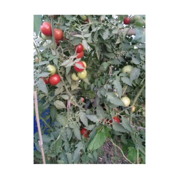 Semences de Tomate Sasha Altaï NT