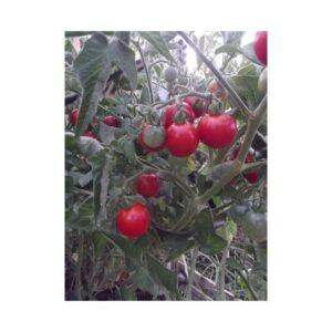 Semences de Tomate Stupice NT