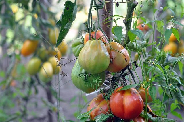 Semis de Tomates : Guide Complet pour Réussir vos Plants