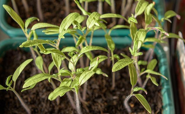 young plants 4892082 640