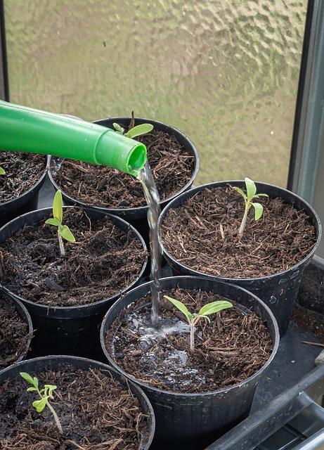 young plants 4892086 640
