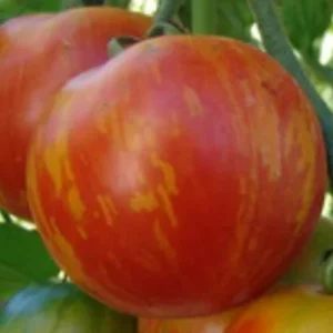 Graines de Tomate Bigarrée Précoce Tigerella