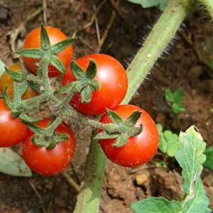 Graines de Tomate Cerise "Petit Moineau"