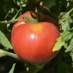Graines de Tomate Ponderosa Pink