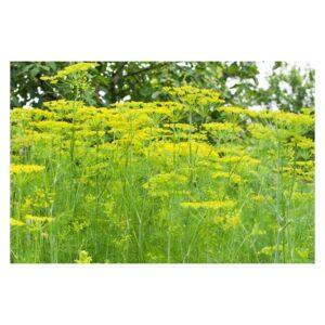 Graines d’Aneth – Plante Aromatique, Mellifère et Médicinale