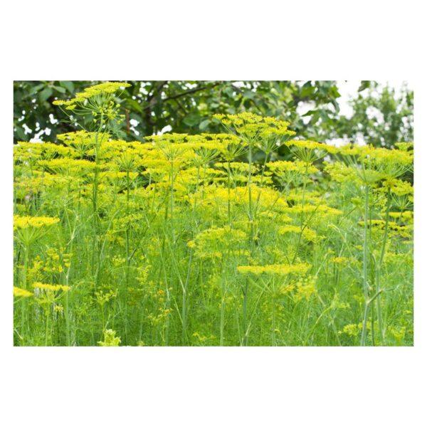 Graines d’Aneth – Plante Aromatique, Mellifère et Médicinale