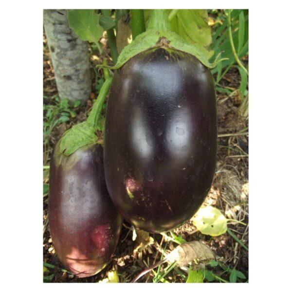 Semences d'Aubergine Diamant (Solanum melongena)