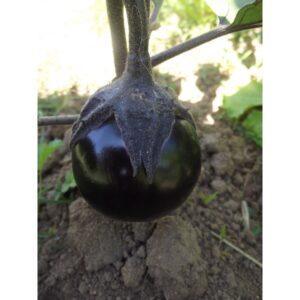 Semences d'Aubergine Ronde de Valence (Solanum melongena)