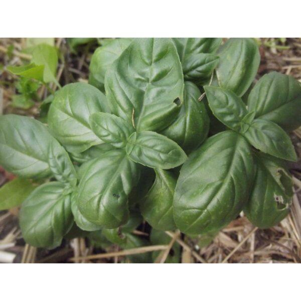 Graines de Basilic – Plante Aromatique et Facile à Cultiver