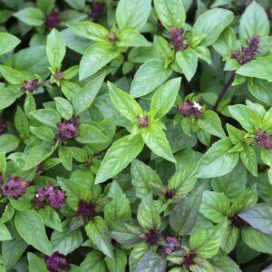 Graines de Basilic Cannelle – Plante Aromatique et Mellifère