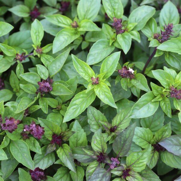 Graines de Basilic Cannelle – Plante Aromatique et Mellifère