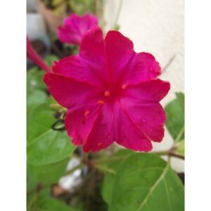 Semences de Belle de Nuit Rose (Mirabilis jalapa)