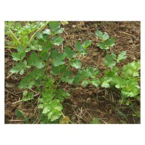 Graines de Céleri Branche – Légume Croquant et Riche en Saveurs