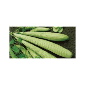 Semences de Concombre Arménien (Cucumis melo var. flexuosus)