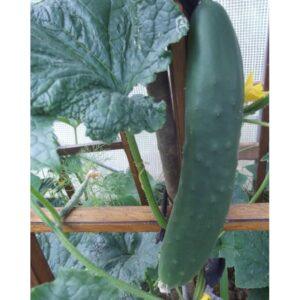 Semences de Concombre Tanja (Cucumis sativus)