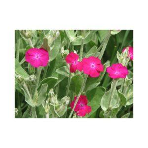 Semences de Coquelourde (Lychnis coronaria)