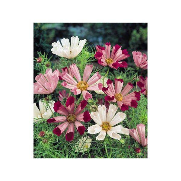 Semences de Cosmos Sea Shells Mix (Cosmos bipinnatus)