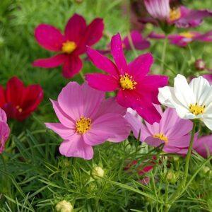 Semences de Cosmos Sensation Couleurs Variées (Cosmos bipinnatus)