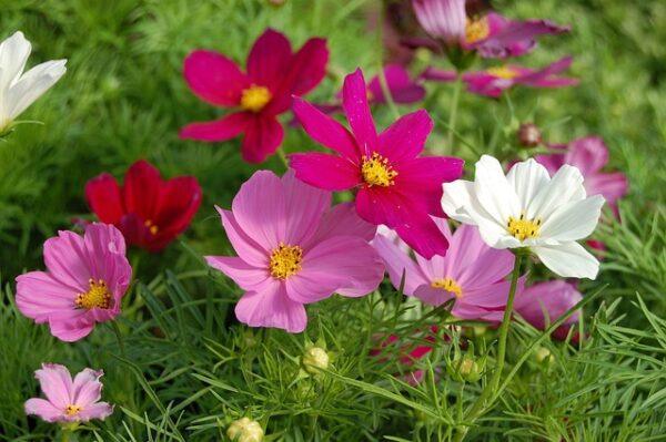 Semences de Cosmos Sensation Couleurs Variées (Cosmos bipinnatus)