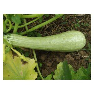 Semences de Courgette Genovese (Cucurbita pepo)