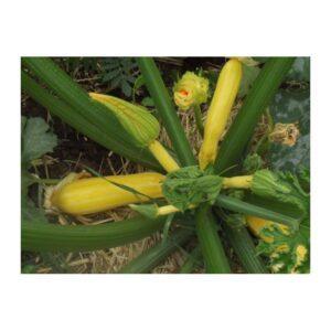 Semences de Courgette Gold Rush (Cucurbita pepo)