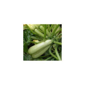 Semences de Courgette Ortolana di Faenza (Cucurbita pepo)