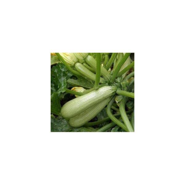 Semences de Courgette Ortolana di Faenza (Cucurbita pepo)