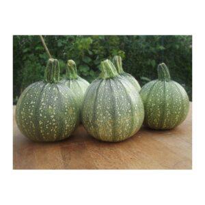 Semences de Courgette Ronde de Nice (Cucurbita pepo)