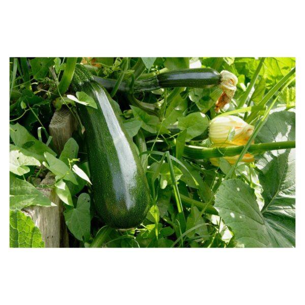 Semences de Courgette Verte Maraîchère (Cucurbita pepo)