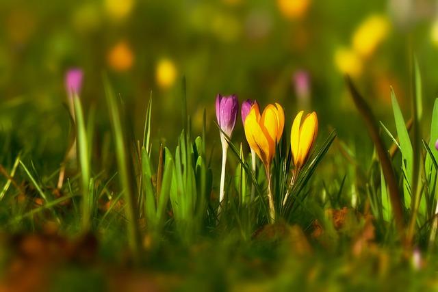 Que Faire en Février dans le Jardin
