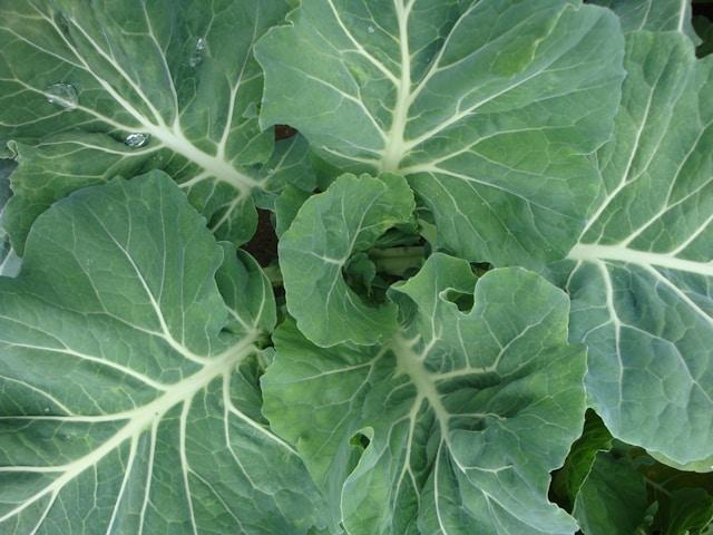 cultiver legumes hiver