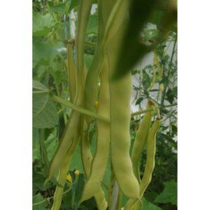 Semences de Haricot à Rames Goldfield (Phaseolus vulgaris)