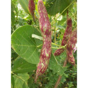 Semences de Haricot à Rames Borlotto à Écosser (Phaseolus vulgaris)