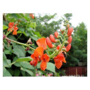 Graines de Haricot d’Espagne Lady Di – Variété Grimpante et Productive