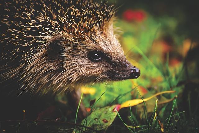 Accueillir les Hérissons dans Votre Jardin